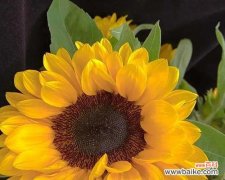 阳光下绽放的美丽，象征着什么？ 向日葵